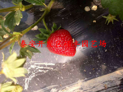 全草莓苗花芽分化用什么藥