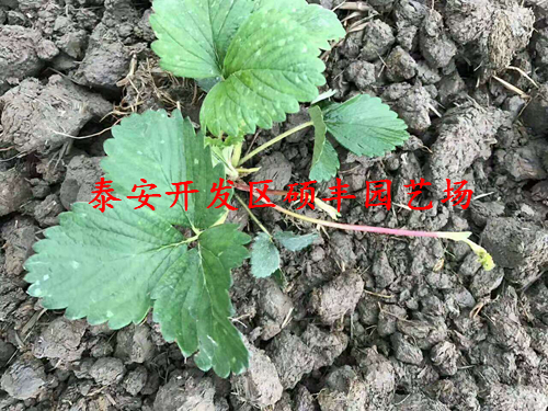 重慶公主草莓苗詳細價格