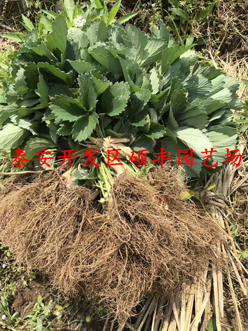 福建适合种植小白草莓苗吗？