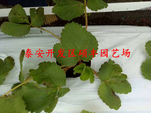 怎么種植京泉香草莓苗產(chǎn)量高