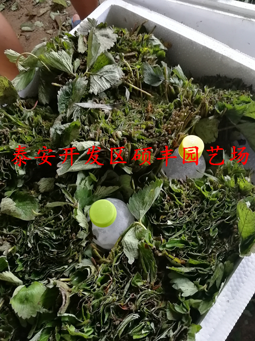 鬼怒甘草莓苗花芽分化用什么药