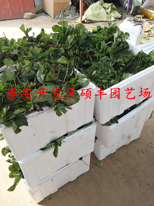 達(dá)賽萊克特草莓苗施肥用什么肥料