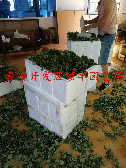 适合云南种植的草莓苗品种有哪些？