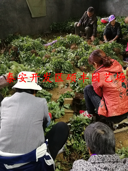 重慶適合種植哪些品種草莓苗