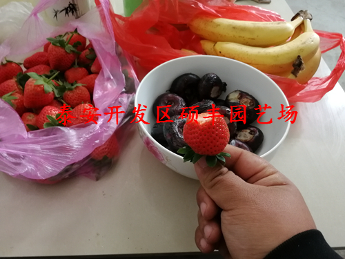 江蘇小白草莓苗、小白草莓苗內(nèi)草莓苗