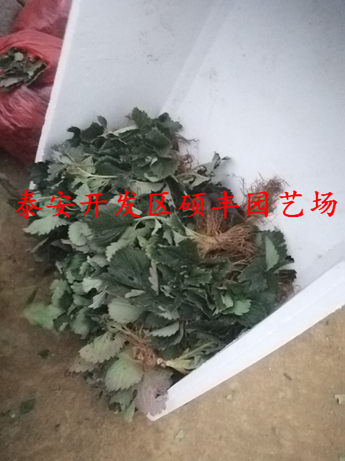 广东适合种植小白草莓苗吗？