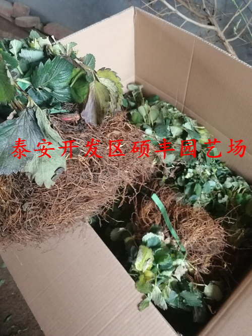 奶油草莓苗大棚草莓一年几季