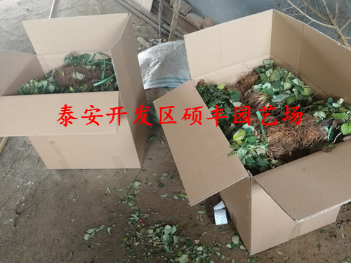 云南適合種植妙香3號草莓苗嗎？