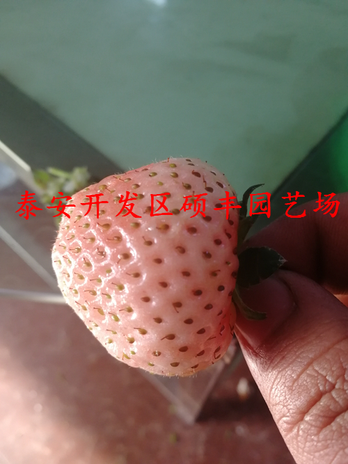 重慶公主草莓苗詳細價格