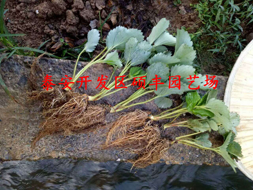 上海小白草莓苗、小白草莓苗銷售商