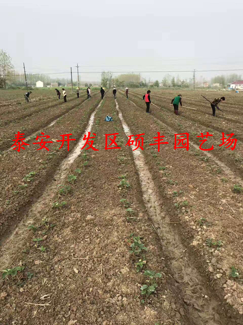 重慶公主草莓苗詳細價格