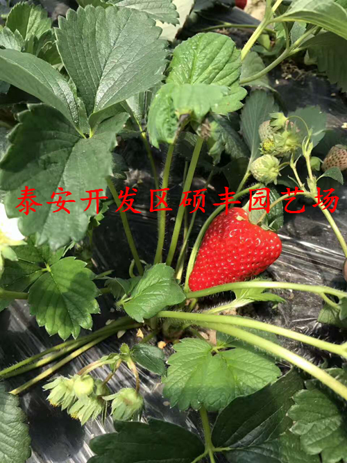 隋珠草莓苗草莓修剪技術(shù)圖解