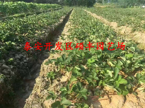 云南適合種植妙香3號草莓苗嗎？