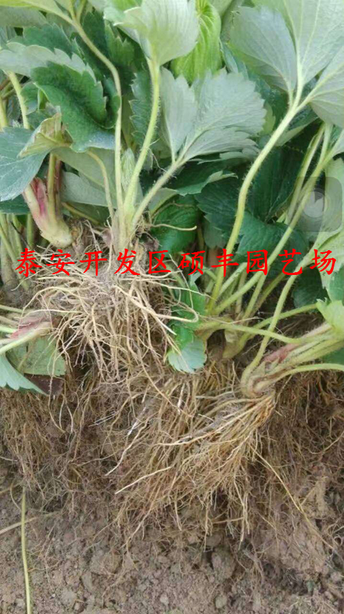 广东适合种植小白草莓苗吗？