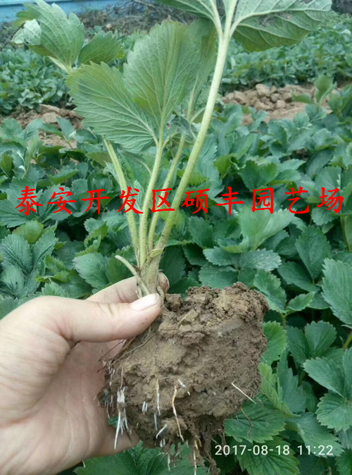 怎么种植赛娃草莓苗产量高