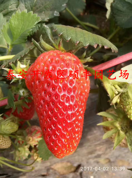 新草莓苗大棚草莓一年幾季