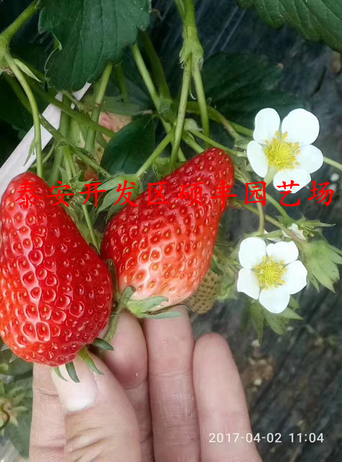 全草莓苗花芽分化用什么藥