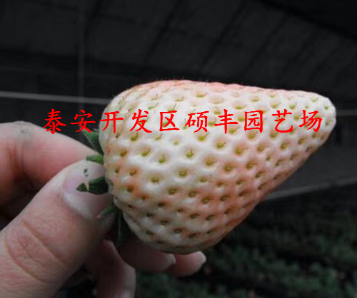 陕西适合种植妙香3号草莓苗吗？