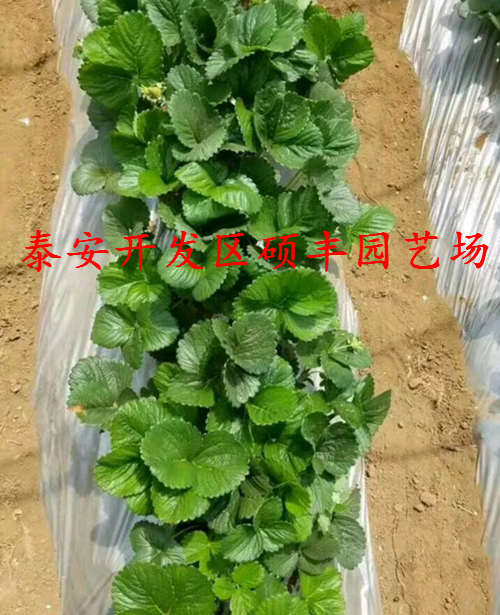 广东适合种植小白草莓苗吗？