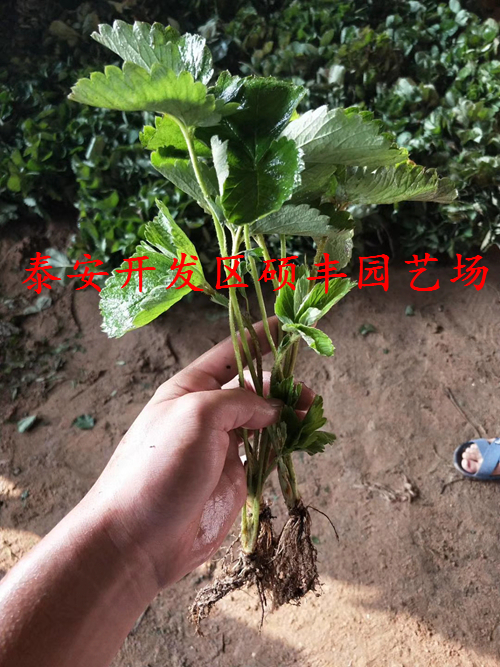 甘肅甜寶草莓苗銷售商