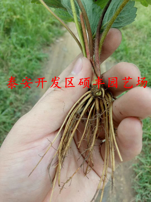 適合福建種植的草莓苗品種有哪些？
