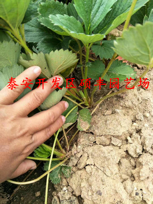 鬼怒甘草莓苗花芽分化用什么药