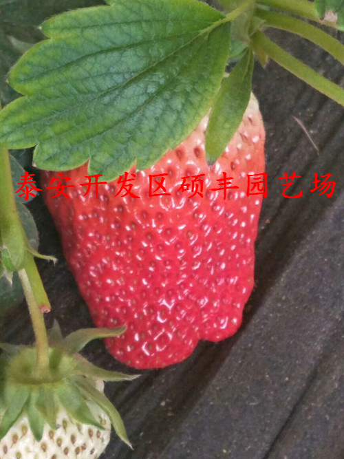 重慶公主草莓苗詳細價格