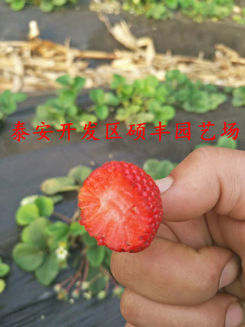 海南适合种植哪些品种草莓苗