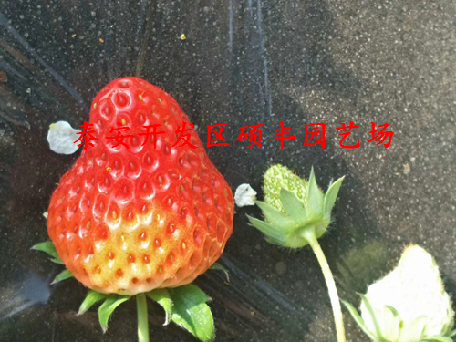 怎么種植京泉香草莓苗產(chǎn)量高