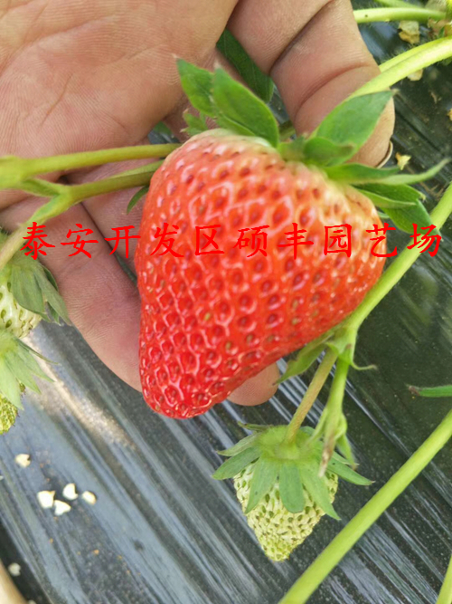 1532396930095029900-0.jpg