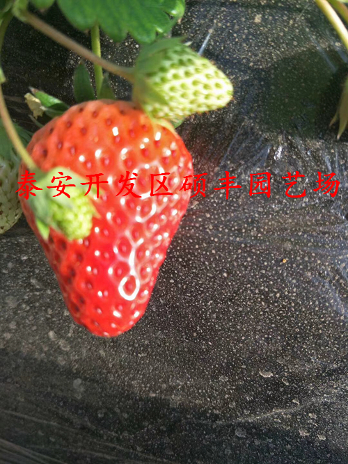 貴州紅顏草莓苗幾月份出售