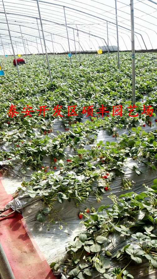 全草莓苗花芽分化用什么藥