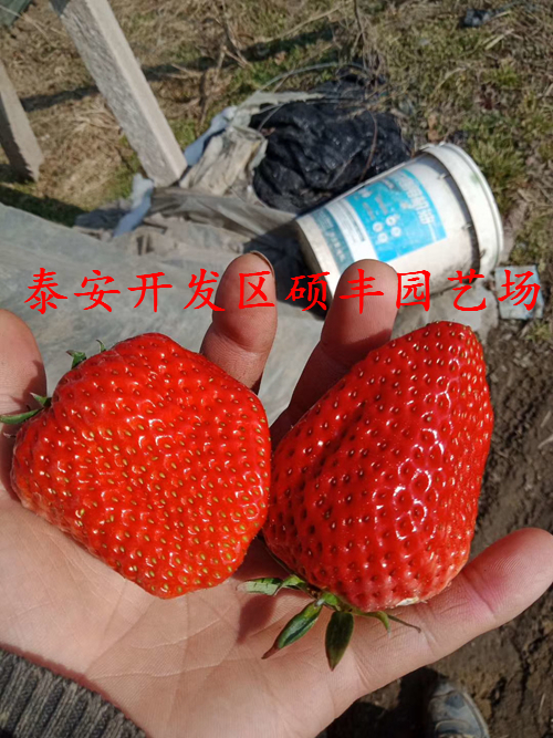 甘肃甜宝草莓苗、甜宝草莓苗多少钱一根