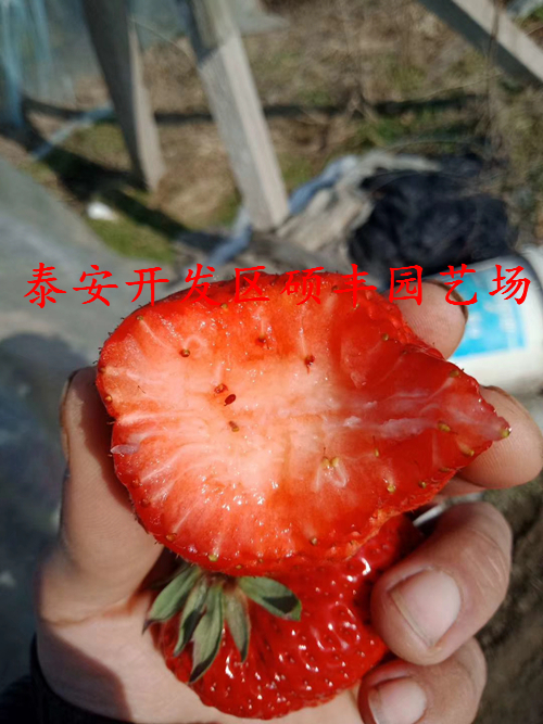 江蘇適合種植小白草莓苗嗎？