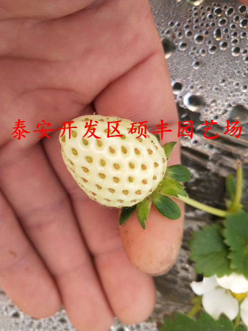 湖南小白草莓苗哪里有
