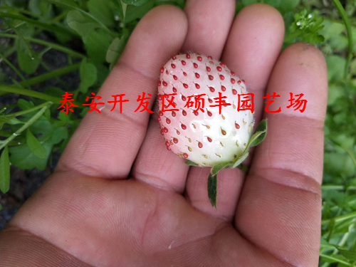 怎么種植京泉香草莓苗產(chǎn)量高