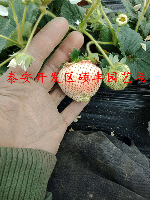 陕西适合种植草莓苗吗