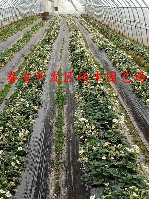 達(dá)賽萊克特草莓苗施肥用什么肥料