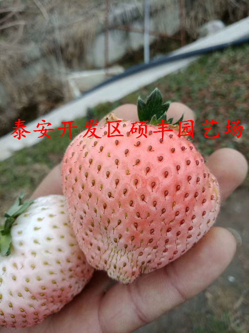 哈尼草莓苗的冲施肥