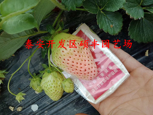 小白草莓苗天津草莓苗