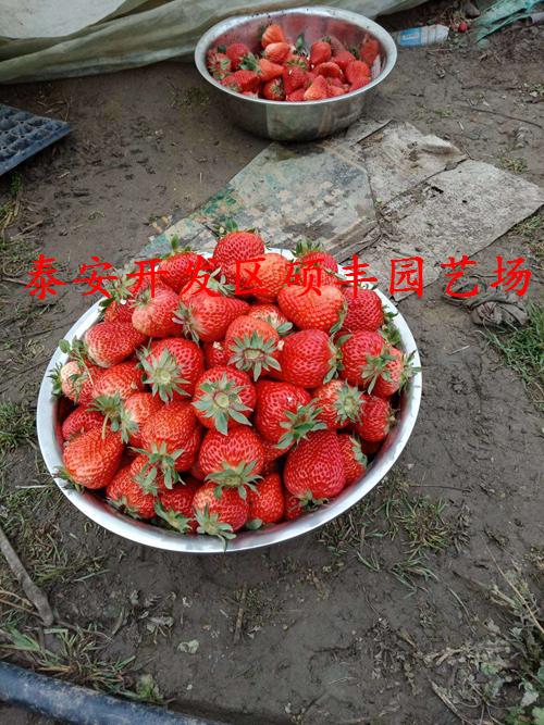 菠蘿莓草莓苗草莓苗幾月份種植