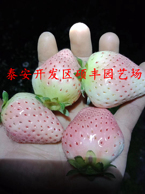 小白草莓苗天津草莓苗