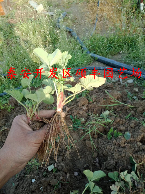 貴州紅顏草莓苗幾月份出售