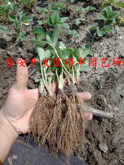 北京小白草莓苗、小白草莓苗包郵價格