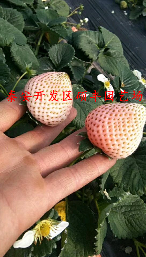 怎么种植赛娃草莓苗产量高