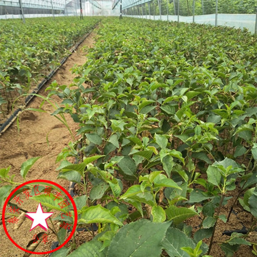 蘭丁1號櫻桃砧木行情價格