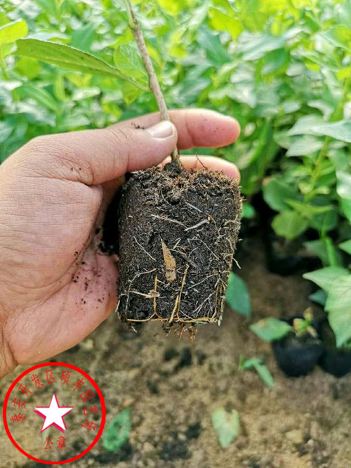 哪里有吉塞拉6號櫻桃砧木優(yōu)缺點