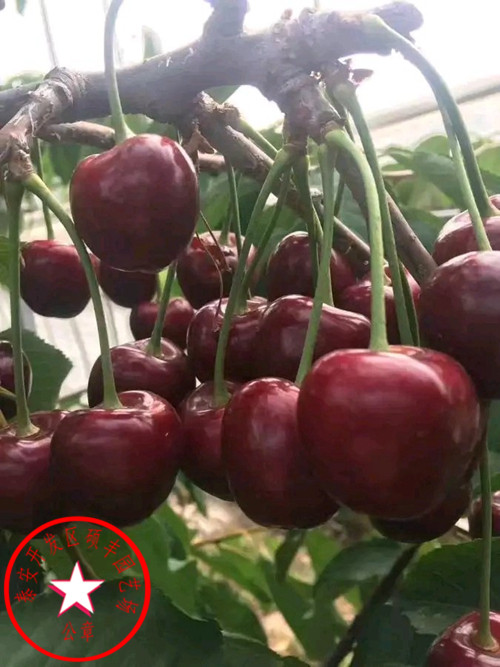 蘭丁2號(hào)櫻桃砧木產(chǎn)地報(bào)價(jià)