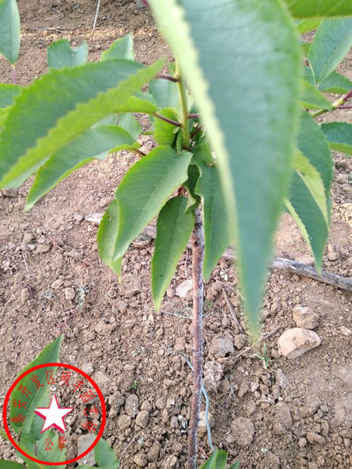 蘭丁2號櫻桃砧木怎么種植