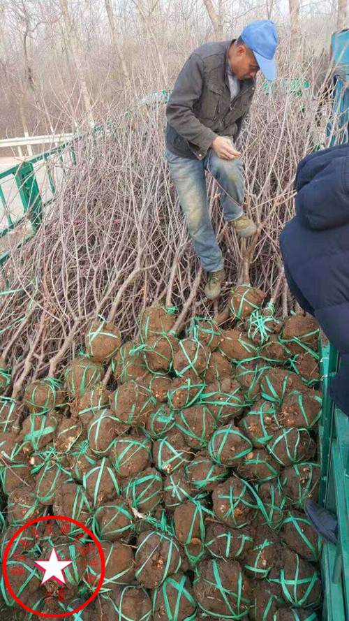 大青叶樱桃砧木出售